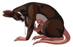  erection leopardgecko male mammal penis plain_background rat rodent solo splinter teenage_mutant_ninja_turtles 