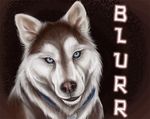  2009 ambiguous_gender blue_eyes brown_fur canine collar dog fur husky looking_at_viewer mammal rukis smile solo white_fur 