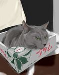  box cat green_eyes in_box in_container murasaki_iro no_humans original photorealistic 