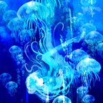  apple_inc. blue bubble highres jellyfish long_hair macintosh macloid macne_nana solo underwater very_long_hair yoshida_yoshitsugi 