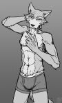 abs anthro athletic athletic_male beastars bulge calvin_klein canid canine canis clothed clothing grey_background greyscale hi_res legoshi_(beastars) male mammal monochrome scar simple_background solo sunny_frostwolf topless underwear wolf