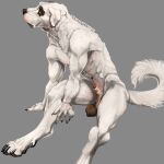 1:1 animal_genitalia anthro arm_on_floor arm_tuft balls belly big_feet black_balls black_claws black_markings canid canine canis cheek_tuft claws domestic_dog facial_tuft feet fluffy fluffy_tail fur genitals hi_res jenklin_(character) kangal livestock_guardian_dog looking_at_viewer male mammal markings molosser mountain_dog muscular muscular_male neck_tuft nude pastoral_dog penis pink_paws pink_sheath poking_out saggy_balls sheath simple_background sitting solo spots spotted_belly tail tasteful_nudity tuft venlightchaser white_body white_fur