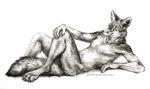  2015 anthro canine claws coyote fur kenket lying male mammal nude on_back plain_background pose sketch smile solo white_background 