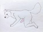  anthro avalanchewolf canine erection male mammal nude penis solo wolf 