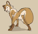  2014 balls brown_background brown_eyes butt canine digitigrade feral looking_at_viewer looking_back male mammal markings open_mouth plain_background presenting presenting_hindquarters raised_tail sheath socks_(marking) solo tuke wolf 