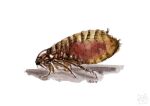 2016 ambiguous_gender arthropod artist_logo beady_eyes dated feral flea insect kola_(artist) logo side_view signature solo tan_body