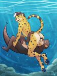 2025 anal anklet anthro artist_name balls black_body black_fur black_hair black_nose black_spots black_stripes blue_eyes brown_body brown_fur bubble butt cheek_tuft cheetah countershade_butt countershade_face countershade_torso countershading dated duo facial_markings facial_tuft felid feline foreskin fur genitals hair half-erect head_markings head_tuft hi_res holding_both_legs inner_ear_fluff jewelry kyyanno male male/male male_anthro mammal markings mustelid neck_tuft nude_male oral otter penis pink_nose rimming rock sex spots striped_markings striped_tail stripes tail tail_markings tear_(marking) text tongue tongue_out tuft underwater ventkazemaru water white_body white_fur white_hair yellow_body yellow_eyes yellow_fur