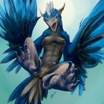  antar_dragon anus avian blue_feathers breasts claws dickgirl feathers harpy intersex nipples orange_eyes penis slit_pupils solo white_feathers 