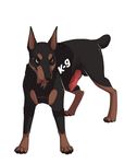  2014 animal_genitalia balls canine canine_penis doberman dog erection feral front_view harness knot male mammal motiif penis plain_background police_uniform short_tail solo stryker_(robby_angel) white_background 