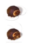 ambiguous_gender antennae_(anatomy) arthropod beady_eyes blattodea brown_body brown_eyes brown_fur cockroach feral fur insect silverfox5213 simple_background solo tan_body tan_fur white_background