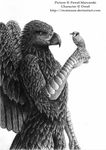  ambiguous_gender avian beak bird blue_jay duo eagle feathered_wings feathers feral greyscale gryphon monochrome orzelaquila plain_background ricsimane wings 