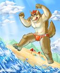  anthro as40728 beach bulge canine clothing male mammal outside seaside solo speedo swimsuit water wolf 