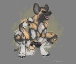  2014 african_wild_dog balls canine claws crouching cum cum_on_floor cumshot digitigrade erection eyes_closed male mammal masturbation navel open_mouth orgasm penis plain_background razr solo tongue tongue_out 