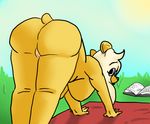  anthro bear bent_over big_breasts breasts butt color female fur hair humor looking_back mammal occidentalis overweight pussy rear_view solo susan_(occidentalis) yoga 