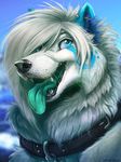  2014 canine collar ear_piercing female feral fur hair ifus ifus_(character) mammal open_mouth piercing solo tongue wolf 