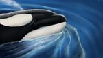  16:9 blue_eyes cetacean detailed dolorcin dolphin female feral hi_res mammal marine orca realistic restricted_palette solo wallpaper water whale widescreen 