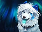  2014 ambiguous_gender aurora_borealis black_nose blue_eyes blue_tongue canine collaboration collar cute ear_piercing falia_(artist) feral fur ifus_(character) ivorystain mammal piercing sky solo star tongue tongue_out tree white_fur wolf 