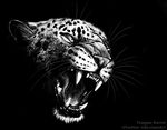  2014 ambiguous_gender angry bared_teeth black_and_white blackteagan feline feral leopard mammal monochrome solo 