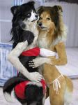  absurd_res anthro bikini border_collie canine clothing dog duo edit female hi_res mammal photo_manipulation photomorph swimsuit 