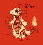  ambiguous_gender anatomy bone brain charmander feral fire japanese_text lava nintendo plain_background pok&eacute;mon red_background solo text unknown_artist video_games 