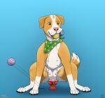 absurd_res ambiguous_fluids anatomically_correct anatomically_correct_genitalia anatomically_correct_vulva animal_dildo animal_genitalia animal_sex_toy animal_vulva artist_collaboration ball bird_dog blue_background canid canine canine_dildo canine_genitalia canine_vulva canis clubs_(suit) crouching diamond_(marking) dildo dildo_sitting domestic_dog falling_object female feral fur genitals golden_retriever green_eyes green_scarf heart_nose heart_symbol hi_res hunting_dog iva_(maklykan) kinaj looking_down maklykan mammal markings mixed_breed molosser mountain_dog multi_nipple nipples orange_body orange_fur penetration retriever saint_bernard scarf sex_toy simple_background solo spread_legs spreading suit_symbol tail tennis_ball tennis_ball_in_mouth vaginal vaginal_penetration vulva white_body white_fur