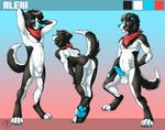  2014 alexicivitas anthro balls border_collie butt canine dog fur hair male mammal model_sheet nude paws penis pose scarf smile solo vallhund 