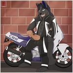  2014 aaron_(artist) abs anthro balls barefoot big_penis black_hair black_nose blue_eyes blue_fur bulge canine claws clothing digital_media_(artwork) erection fangs fur grey_fur grin hair holding_penis humanoid_penis looking_at_viewer male mammal motorcycle muscles open_mouth open_shirt pants pecs penis pose shirt smile solo standing suit teeth toned tongue vein wolf 