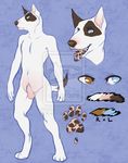  2014 anthro bull_terrier canine dog kaine male mammal model_sheet sheath solo stellary 