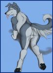  all_fours anthro anus backsack balls big_butt blue_eyes border_collie butt canine digitigrade dog fur looking_at_viewer looking_back male mammal pawpads paws penis perineum presenting presenting_hindquarters raised_tail rear_view solo tongue tongue_out truegrave9 tyke 