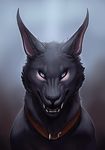  2014 angry biological black_nose blue_eyes bust_portrait canine close-up collar feral front_view fur grey_fur looking_at_viewer male mammal nude portrait quadruped shaded sharp_teeth snarling solo teeth white_fur wolf 
