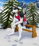  2014 anthro bench black_fur canine clothing collar dog forest fur husky male mammal mountain outside scenery sitting snow solo tar0 tree white_fur 