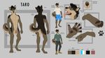  2014 anthro balls blue_eyes boots brown_fur canine clothing dog fur hair hybrid male mammal model_sheet multiple_poses nude pawpads paws penis pose solo tar0 tongue wolf 