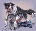  bdsm blush bondage border_collie bound canine claws clothing collar condom cum cumshot dog erection eyewear feral filled_condom glasses knot leash male mammal nude orgasm penis penis_milking post_transformation restrained sabretoothed_ermine sheath solo 