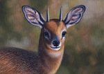  2018 acrylic_painting_(artwork) ambiguous_gender antelope beady_eyes black_eyes black_nose blurred_background bovid brown_fur bust_portrait cape_grysbok detailed detailed_fur eyelashes feral fur grey_horn grysbok horn inner_ear_fluff lighting looking_at_viewer mammal markings multicolored_fur neck_markings painting_(artwork) photorealism portrait shadow smile snout solo traditional_media_(artwork) true_antelope two_tone_fur white_fur white_markings willemsvdmerwe 