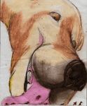  boca canine dog human licking macro mammal micro tongue tongue_out 