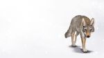  aseethe black_nose canine coyote digital_media_(artwork) fur grey_fur mammal paws simple_background white_background yellow_eyes 