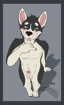  2015 anthro balls black_fur blue_eyes blush canine dog erection fur husky looking_at_viewer male mammal oliver_collins penis plain_background sheath siberian_husky smile solo standing taintedstar tongue tongue_out white_fur 