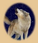  canine howl mammal night open_mouth outside star unknown unknown_artist wolf 