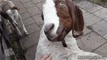  animated brown_fur caprine duo flexible fur goat grey_fur mammal open_mouth real teeth what white_fur 