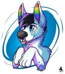  2014 anthro black_hair blue_eyes blue_fur canine dog facial_piercing fur hair husky male mammal nose_piercing nose_ring piercing rainbow rainbow_ears sparklepaws spazzticglitch tongue 