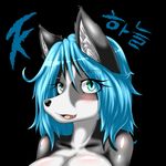  2015 anthro black_background black_fur blue_eyes blue_hair blush breasts bust canine dog female fur grey_fur ha-nul hair husky looking_at_viewer mammal nude open_mouth plain_background smile solo tailzkim teeth white_fur 