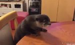  animated humor loop mammal mustelid otter real swear text unknown_artist 