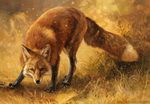  2015 ambiguous_gender black_fur canine claws detailed feral fox fur kenket looking_at_viewer mammal open_mouth orange_eyes orange_fur painting solo white_fur 