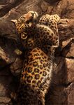  2015 ambiguous_gender black_spots brown_eyes detailed feline feral fur kenket leopard looking_at_viewer mammal orange_fur painting rock shaded solo 