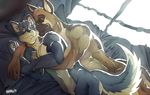  2015 abs bed biceps canine captain_nikko dog fur german_shepherd male male/male mammal muscles pecs wolf 