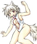  ahoge animal_ears armpits blush breasts covered_nipples fangs front_zipper_swimsuit groin highres inte_(whitewolftail) inubashiri_momiji looking_at_viewer meme_attire navel no_hat no_headwear one-piece_swimsuit open_mouth red_eyes short_hair silver_hair simple_background solo swimsuit tail touhou white_background wolf_ears wolf_tail 