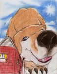  boca canine cloud dog house human macro mammal micro sky smile sun 