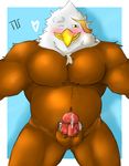  avian ball big_muscles bird blush eagle horny looking_at_viewer male musclegut muscles nihaw one_eye_closed penis precum solo 