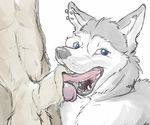  blue_eyes canine dog ear_piercing glans husky male male/male mammal oral oxide penis piercing sheath teeth tongue tongue_in_sheath 