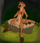  disney erection male mammal meerkat mongoose penis the_lion_king timon 